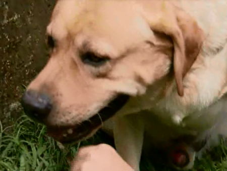 Leil&atilde;o de dez c&atilde;es da Pol&iacute;cia Militar &eacute; suspenso em BH - Minas ...
