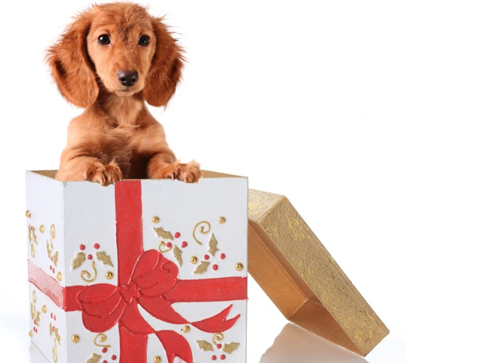 Presenteie sua m&atilde;e com um animal abandonado; veja onde adotar ...