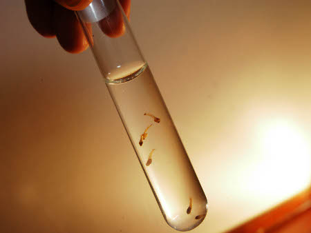 dengue