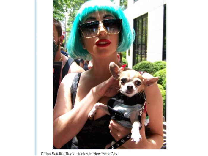 http://i1.r7.com/data/files/2C95/948F/306F/A195/0130/7178/18DF/2468/gaga-chiuaua-tl.jpg