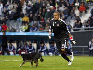 Até cachorro fez mais sucesso que a seleção; veja fotos do jogo