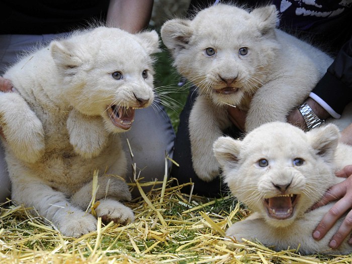 White lion cubs