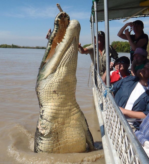 Crocodilo gigante