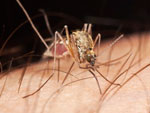 Mato Grosso confirma cinco mortes por dengue este ano