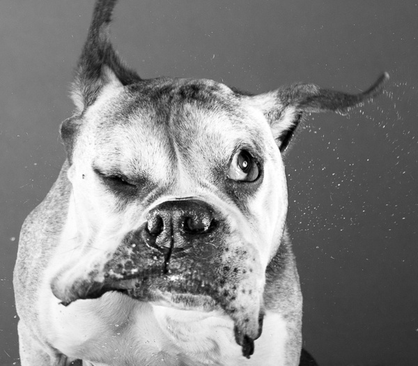Ela também foi fotógrafa do zoológico de Oregon e trabalhou junto a abrigos para animais