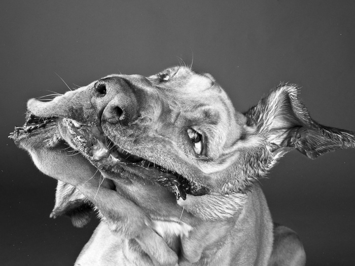 Você já elegeu qual é o cachorro mais engraçado?