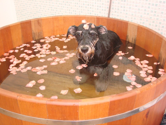 Blog de amigaanimal : Amiga  Animal, Seguro contra acidentes, teste de DNA... conhe&ccedil;a as novidades do mercado pet