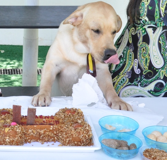 Blog de amigaanimal : Amiga  Animal, Seguro contra acidentes, teste de DNA... conhe&ccedil;a as novidades do mercado pet