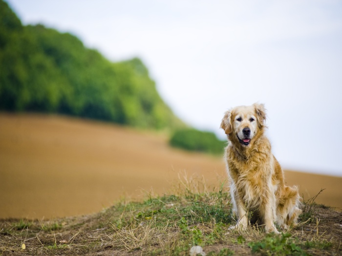 Blog de amigaanimal : Amiga  Animal, Seguro contra acidentes, teste de DNA... conhe&ccedil;a as novidades do mercado pet