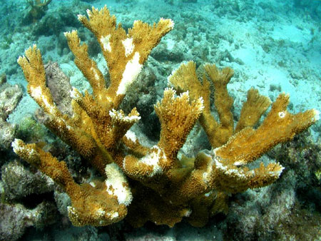 coral extincao 450x338