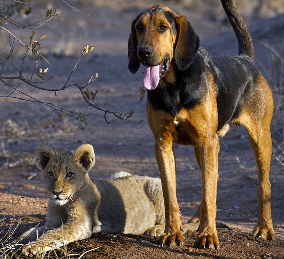 Caters News/The Grosby Group Quem disse que cães e gatos são inimigos? Pelo menos quando o gato em questão é um filhote de leão, isso não é verdade. Norman, o cachorrão, e Bhubesi, o l...