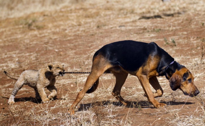 Norman e Bhubesi vivem juntos, no parque africano. O leãozinho, de três meses de vida, é praticamente a sombra do cachorro, de um ano e meio. Uma de suas b...