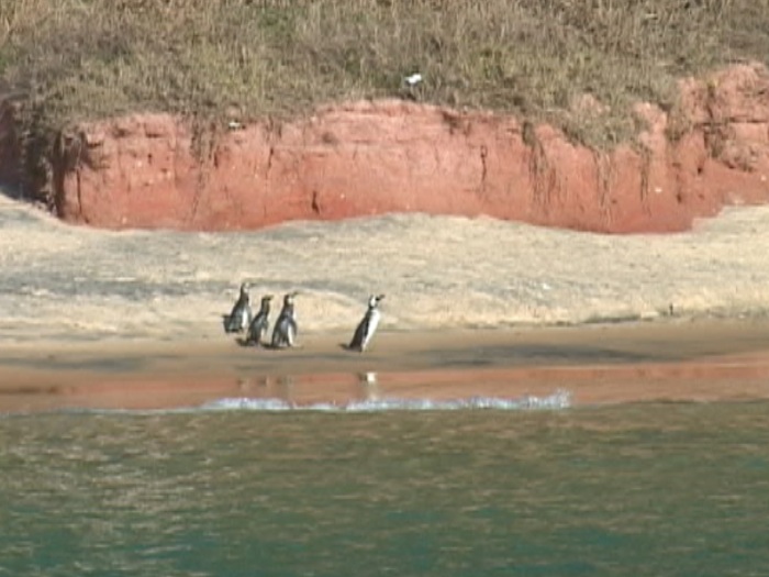 Pinguins foram soltos no arquipélago de Santana, em Macaé (Reprodução / Rede Record) PINGUINS_MACAÉ_R7