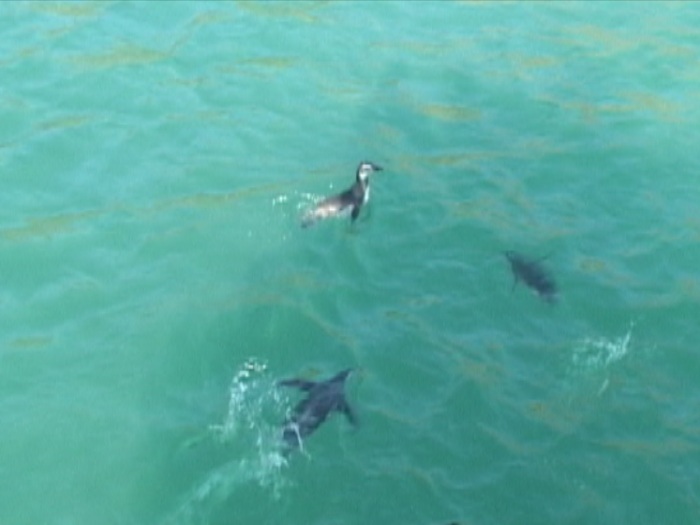 PINGUINS_MACAÉ