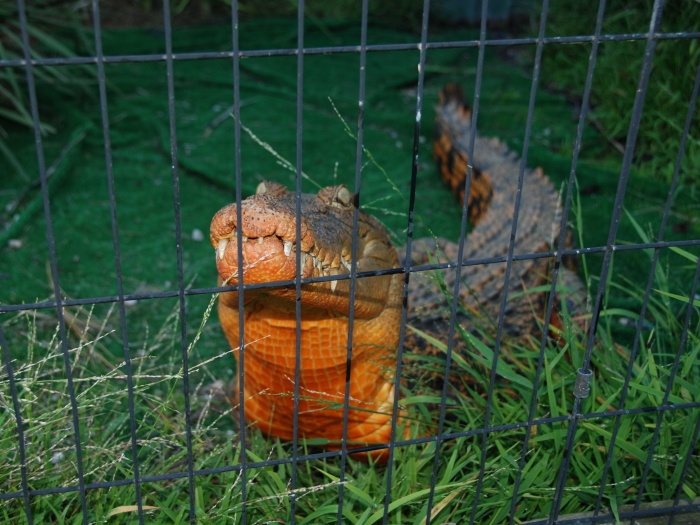 croc laranja