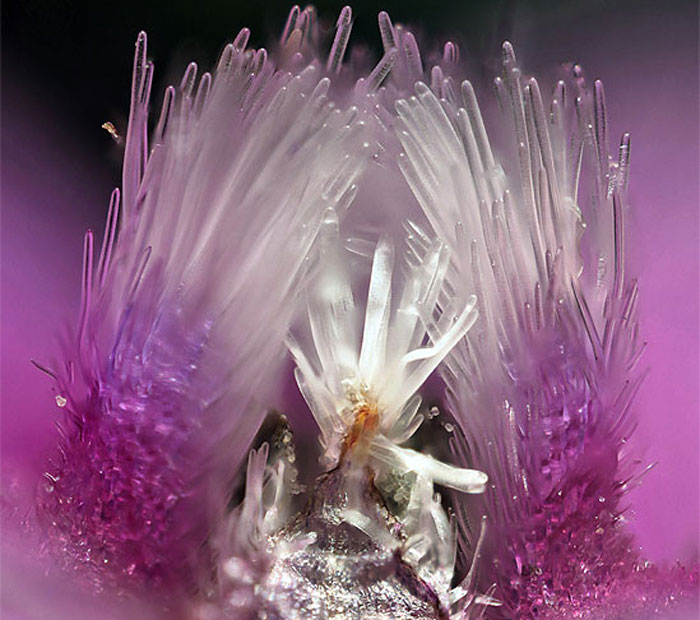 Arik Shapira, de Hod HaSharon, Israel, fotografou o interior de uma flor selvagem