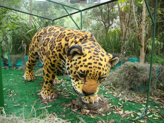 onça