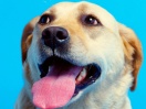 Cão arruína pedido de casamento