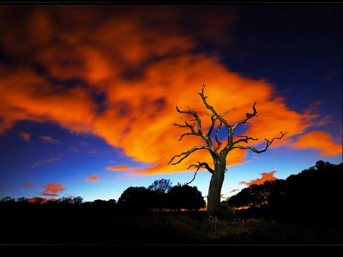 O fotógrafo Alex Saberi passou um ano tirando fotos no Parque de Richmond, no sudoeste de Londres, no nascer da manhã e ao pôr do sol