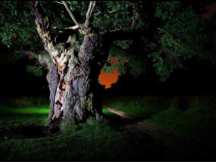 Alex Saberi vem fotografando a natureza desde 2005, quando comprou sua primeira câmera, e já recebeu diversos prêmios