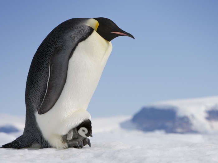 Os pinguins-imperadores machos da ilha de Snow Hill, na Antártica, são responsáveis por chocar os ovos deixados pelas fêmeas nesta época do ano. O fotógraf...