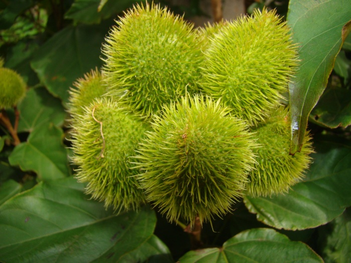 Urucum