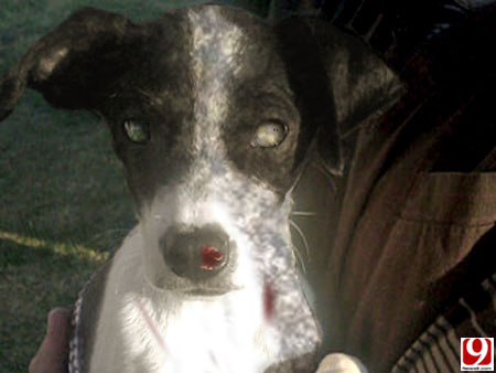 Esse aí é o "cão", não é mesmo? (Montagem: R7 - Foto: Reprodução/9News) cachorrozumbi