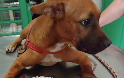 Cachorra &eacute; espancada pelo dono e perde parte do maxilar - Bichos ...