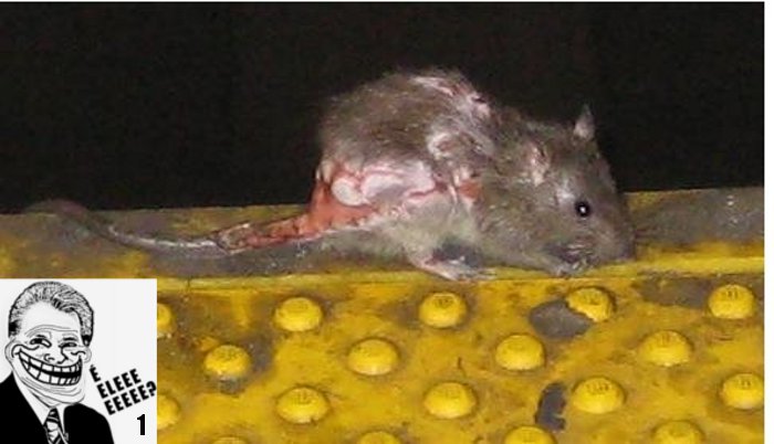 Divulgação/ratfreesubways.com