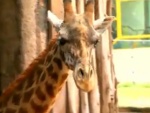 Descubra os nomes dos animais em inglês