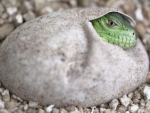 Iguanas raras nascem em cativeiro após 11 anos de tentativas