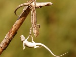 Lagarto se arrisca para salvar amigo de queda perigosa