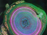 Veja imagens premiadas pela revista Science