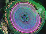 Science: as imagens premiadas pela revista
