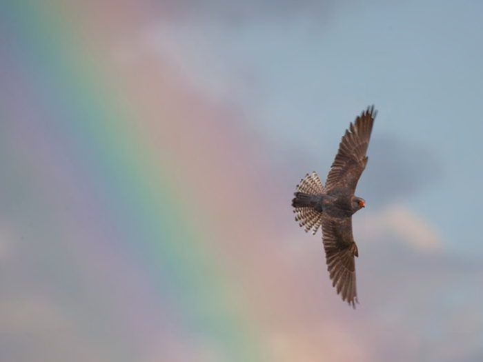 BirdGuides/Kevin Du Rose