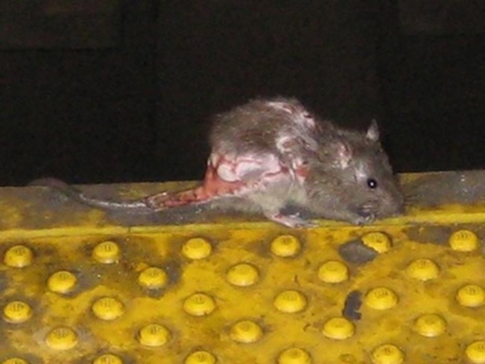 rat