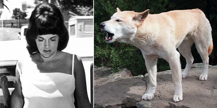 austrália, chamberlain, cão, dingo, 700