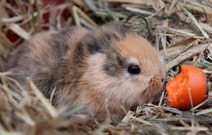 alemanha, til, coleho, 700