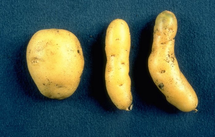 batatas-hg