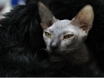 Gatos exóticos são avaliados em concurso na Lituânia