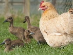 Galinha choca ovos de outra e leva um susto quando ninhada nasce