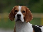Veja os pets dos internautas do nosso portal