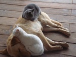 Veja as amizades mais improváveis do reino animal