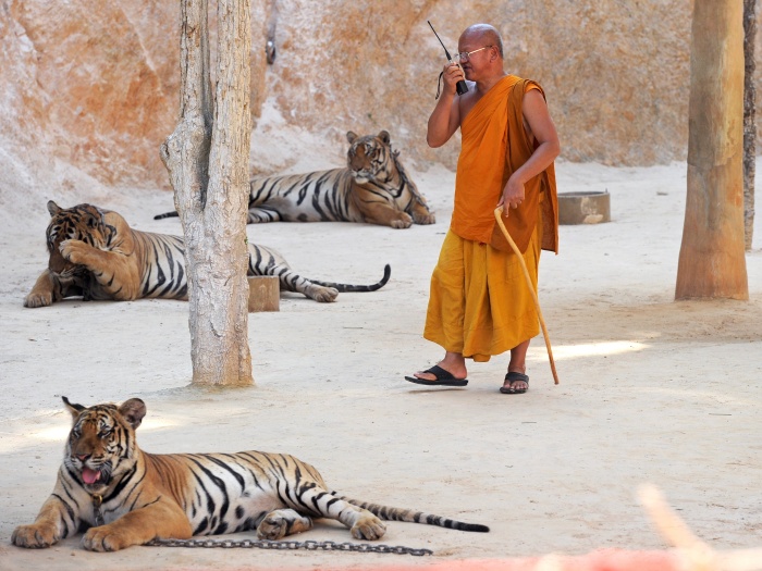 Monges e tigres vivem em harmonia na Tail&acirc;ndia - Foto 1 - Bichos ...