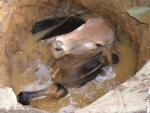 Vaca cai em poço e é resgatada pelos bombeiros