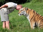 Sul-africano brinca com tigre-siberiano de 250 kg
