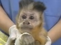 Macaco Neymar