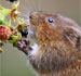 The Grosby Group Ratinho esperto se esbalda comendo várias frutas. Confira