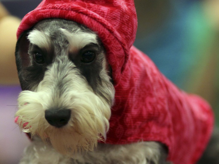 Cachorrada mostra estilo no desfile S&atilde;o Paulo Pet Week - Foto 2 ...