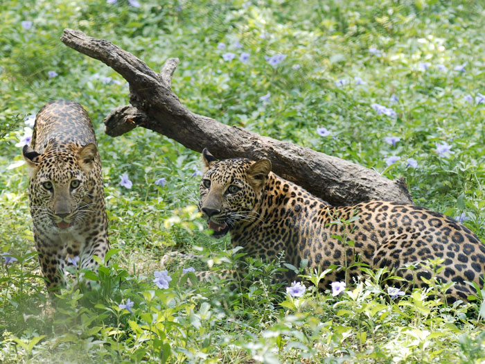 leopardos india